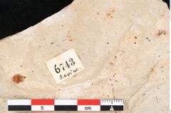 Foto (Detailansicht) von Hypnum sagorianum Ettingshausen (NHMW-GEO-2024-0188-6743)